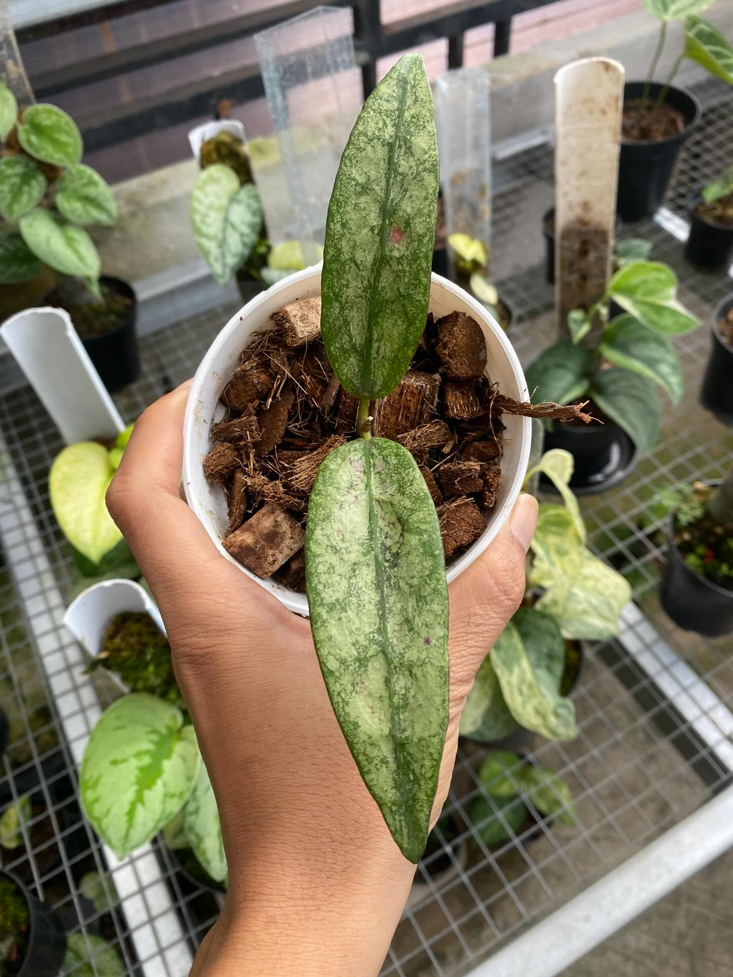 Hoya buntok - Etsy 日本