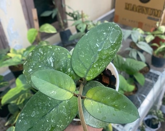 Hoya Bonii Splash, foglie rotonde / Pianta tropicale esotica da interno ed esterno, di facile manutenzione