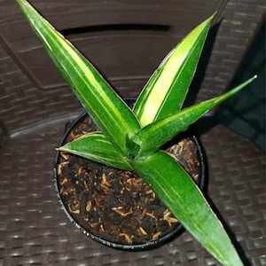 Könnte beinhalten: Eine Zimmerpflanze, auch bekannt als Bogenhanf, in einem schwarzen Topf. Die langen, spitzen Blätter sind grün mit gelben Streifen. Der Topf enthält dunkle Erde und kleine Holzspäne. Die Blätter bilden eine sternförmige Anordnung.