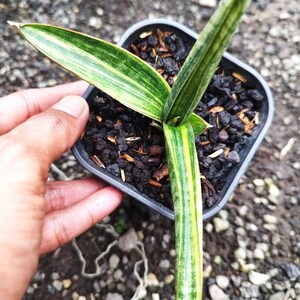 May include: A small potted snake plant with green and yellow striped leaves. The plant is in a black plastic pot filled with dark soil. The plant is held by a hand.
