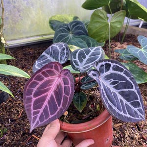 A.クリスタリナム(Red) Tezula x Ace of Spades df A.クリスタリナム(Red) Tezula x Ace of Spades df Anthurium [tezula