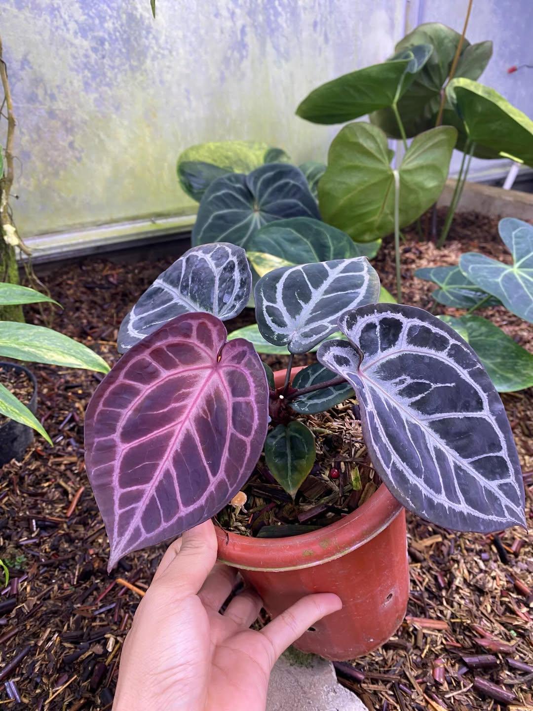 Anthurium king of spades x red crystallinum - Etsy 日本