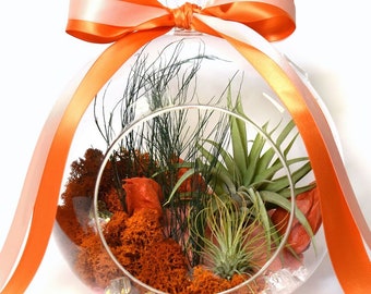 Orange Sorbet Terrarium