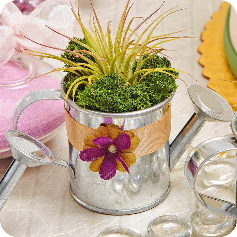 PARTY FAVOR CAN air plant cactussucculent bridal shower Etsy