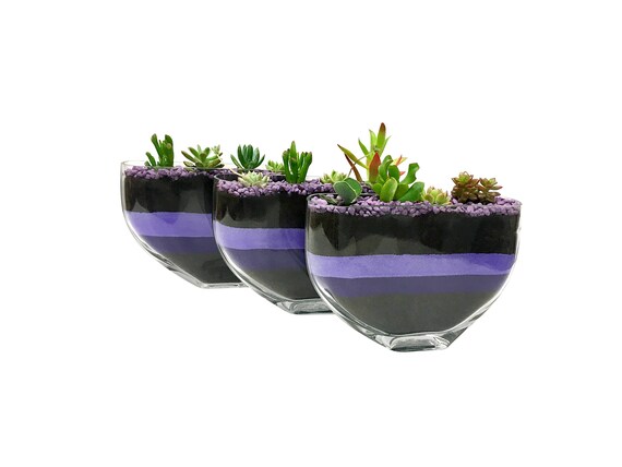 Succulent Chroma Terrarium Succulent Glass Vase Unique Etsy