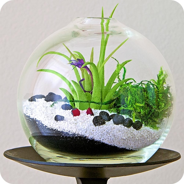 ENCHANTED FOREST terrarium - etsy ny, terrarium, zen garden, party favor,air plant, home decor,tillandsia, globe terrarium, moss terrarium