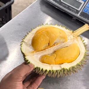 Black thorn durian - Etsy 日本