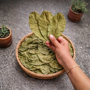 Puede incluir: Una mano sostiene tres hojas verdes secas sobre una cesta tejida llena de hojas similares. Las hojas son de forma ovalada con venas visibles. Pequeñas plantas en macetas están en el fondo, y la superficie es gris.