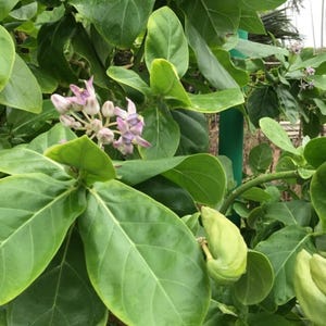 May include: A close-up of a plant with large, glossy green leaves and clusters of small, pale purple flowers. The image shows a vibrant display of nature, with a focus on the plant's foliage and blossoms. A green bud is also visible.
