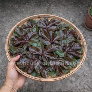 May include: A circular bamboo tray brimming with fresh, glossy leaves in shades of dark green and burgundy. The leaves are arranged in a radial pattern. The tray is held by a hand, with a blurred background.