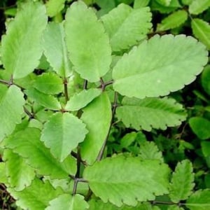 May include: A close-up shot of a plant featuring vibrant green, oval leaves with gently scalloped edges. The leaves are arranged around dark stems. The background is filled with more green foliage, creating a natural, organic aesthetic.