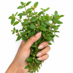 Puede incluir: Un manojo de hierbas verdes frescas con hojas pequeñas y puntiagudas y diminutos capullos florales agrupados de color claro en tallos delgados y ramificados. La planta presenta un follaje verde vibrante y un patrón de crecimiento delicado.
