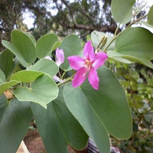 以下が含まれることがあります： 大きく、緑色のハート型の葉を背景に、5枚の花びらを持つ鮮やかなピンク色の花のクローズアップ。 花の中心は明るい色合いで、葉には目立つ葉脈があります。 画像は屋外で撮影されています。
