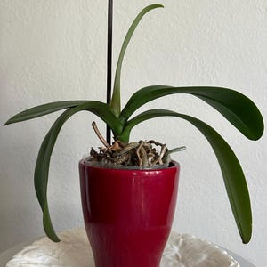 Vintage Red Ceramic Planter Made in Germany, Mid-Century Modern Flower Pot