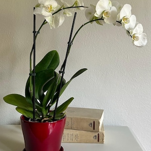 May include: A white orchid plant in a glossy red ceramic pot. The plant has long green leaves and multiple stems with white flowers. Two vintage books are stacked on a white surface next to the plant.