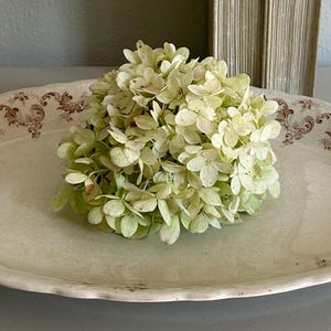 May include: An oval ceramic platter with a cream-colored base and a scalloped edge, featuring a brown floral scroll pattern along the rim. A large, pale green hydrangea flower head is positioned in the center of the platter.