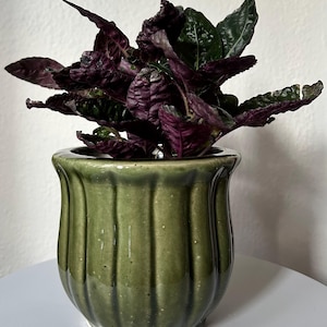 May include: A potted plant with deep purple and green leaves. The plant is in a green ceramic pot with vertical ridges. The pot has a glossy finish and sits on a white surface. The plant's leaves have a textured appearance.