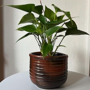 May include: A potted plant with vibrant green leaves and stems. The plant is in a brown ceramic pot with a textured, striped design. The pot sits on a white surface, creating a contrast with the plant's colors.