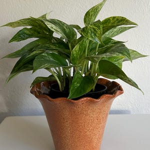 May include: A potted houseplant with green and white variegated leaves. The plant is in a terracotta-colored ceramic pot with a ruffled rim. The pot has a speckled texture and a flared shape. The plant is placed on a white surface.