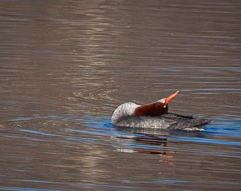 A very flexible merganser, Photo Note Cards and Prints