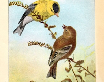 Antique Scientific Bird Print by the Famous Naturalist Ernest Seton Thompson, American Goldfinch, 1903