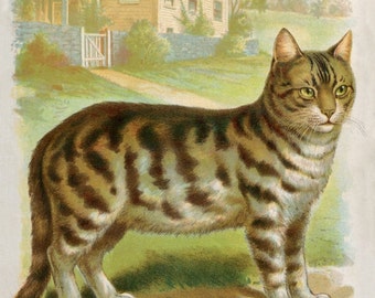 THE CAT - Antique Children's Book Illustration Giclee Art Print.