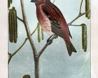 Antique Scientific Bird Print by the Famous Naturalist Ernest Seton Thompson, Purple Finch, 1903