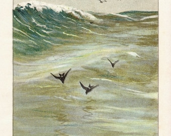 Antique Scientific Bird Print by the Famous Naturalist Ernest Seton Thompson, Herring Gull and Petrels, 1903