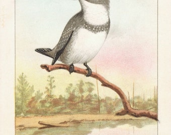 Antique Scientific Bird Print by the Famous Naturalist Ernest Seton Thompson, Belted Kingfisher, 1903