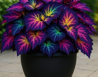 Semillas de Coleus Rainbow Mix Heirloom / Plantas coloridas para jardín interior y exterior