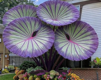 Hosta oreja de elefante para plantar a granel, plantas decorativas para jardín exterior, semillas