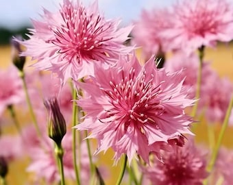 Mezcla de semillas de aciano 3025+ Variedad enana tradicional No transgénica Flores de jardín para polinizadores