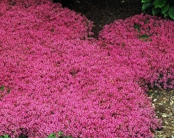 Semillas de tomillo rastrero rojo, más de 20.000 semillas para cubrir el suelo, plantas de jardín tradicionales no transgénicas.