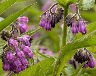 Semillas de consuelda tradicional (80 semillas) Symphytum, planta de jardín de hierbas no transgénica.