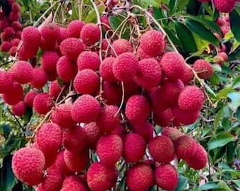 Semillas de lichi (15 unidades), árbol frutal tropical, planta de jardín no transgénica.