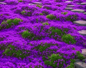 Purple Creeping Thyme Seeds 2000+ Heirloom Non GMO Ground Cover Landscaping Garden