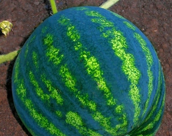 Semillas de sandía Jubilee, variedad tradicional, sin OGM, 100 semillas a granel para jardín.