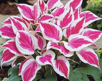 Más de 400 semillas de hosta rosada rara: planta de follaje en forma de corazón para jardines exteriores con sombra