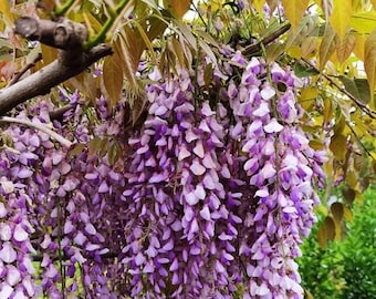 Más de 20 semillas de glicina – Trepadora de flores moradas – Enredadera ornamental para jardín y balcón