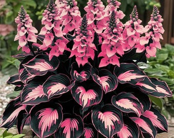 Más de 400 semillas de Hosta rosa y blanca: planta perenne resistente a la sombra para macetas o cubresuelos, de fácil cultivo.