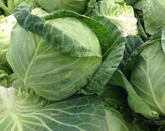 Semillas de repollo Copenhagen Market, variedades tradicionales sin OMG, para jardín (más de 25 variedades).