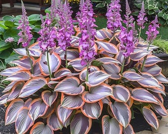 Más de 350 semillas de hosta gris y blanca / Plantas para jardín de sombra / Hojas en forma de corazón / Paisajismo decorativo