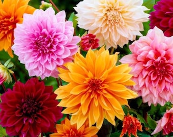 Semillas de dalia enana, más de 250 semillas multicolores de flores dobles para patio o jardín.