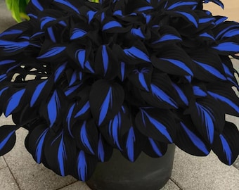 Semillas raras de Hosta Plantaginea negra y azul: 345 semillas perennes fragantes