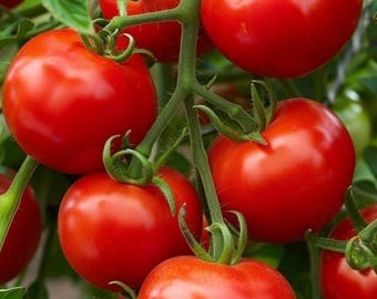 Semillas de tomate Super Sweet 100 Híbrido Cherry Garden 20 semillas