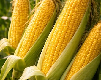 Semillas de maíz Golden Bantam, 25 semillas de variedad tradicional sin transgénicos, ideales para plantar en el jardín.