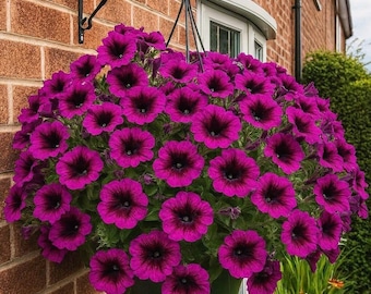 Semillas de Lewisia Pink Little Plum: flores perennes resistentes para jardines de rocas y macetas, de fácil cultivo.