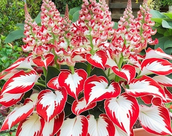 Más de 350 semillas de Hosta Roja: Planta perenne de sombra con tallos rojos vibrantes