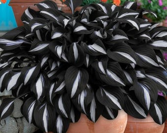 Más de 330 semillas de Hosta Blanca y Negra: Planta perenne tolerante a la sombra para macetas o cubresuelos, follaje de fácil cultivo.