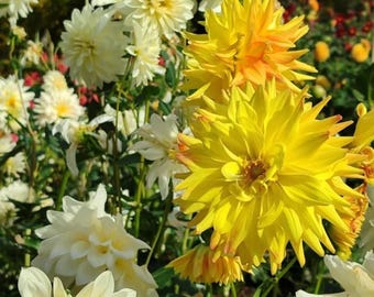 Mezcla de semillas de dahlia, 400 unidades, variedad rara, autóctona, no transgénica, planta perenne de jardín.